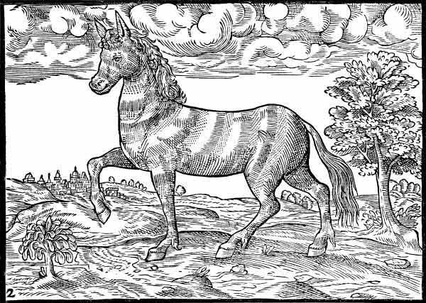 An English edition was published in London in 1597 translated by Abraham Hartwell ‘A Report of the Kingdom of the Congo, a Region of Africa.’ A book which has the distinction of having the first published illustration of a zebra